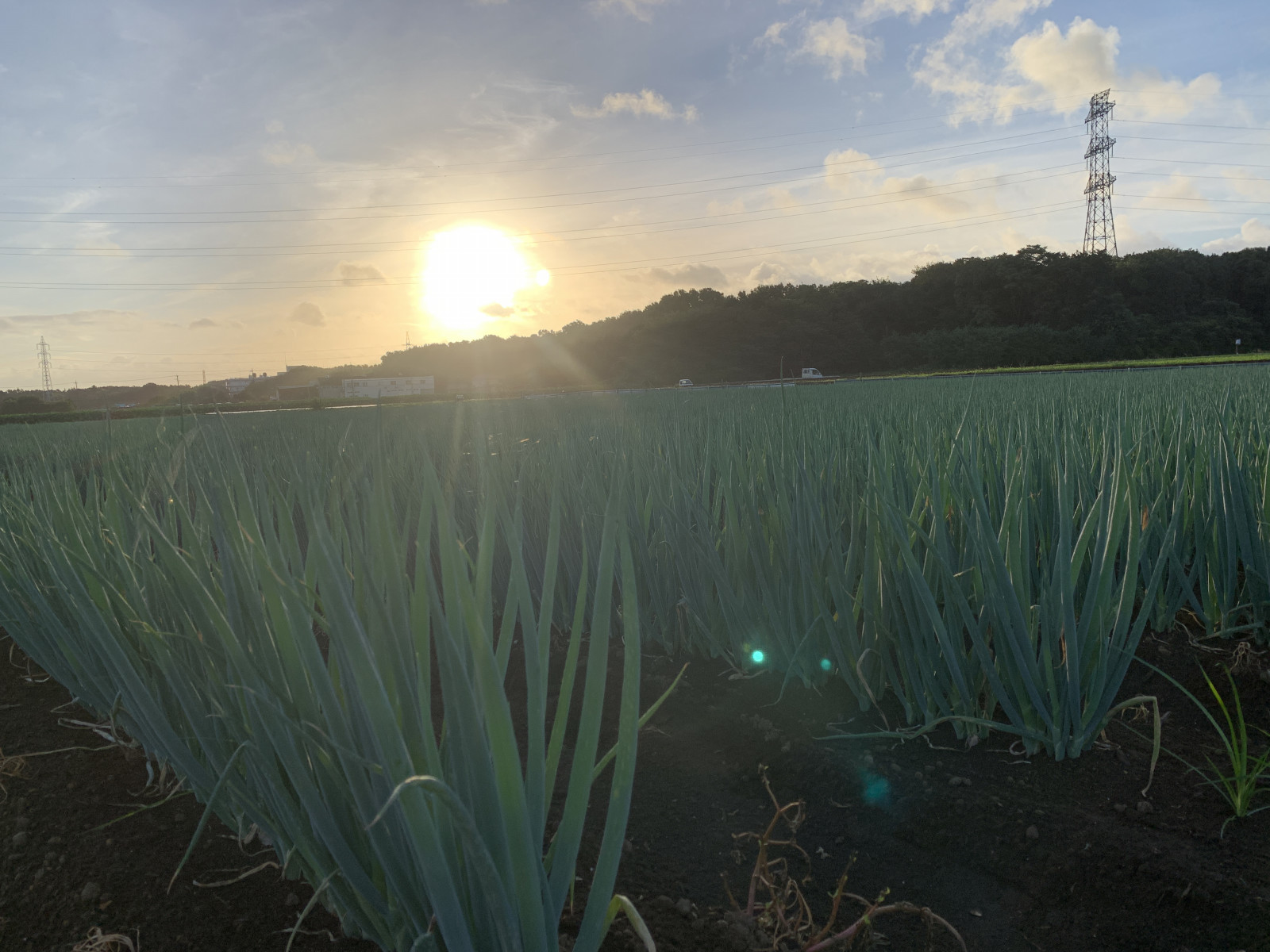 空と緑に囲まれたプラウドの畑